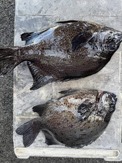 アップロードファイル 58,363 byte