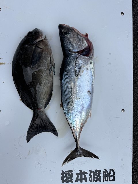 アップロードファイル 53,481 byte